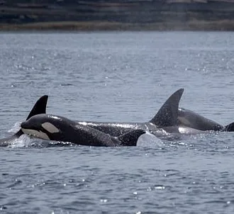 Twelve Killer Whales!