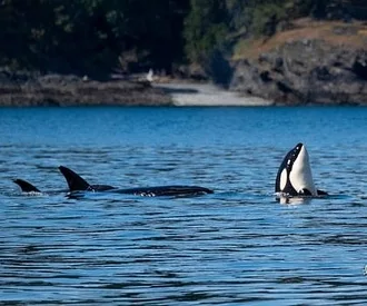 Killer Whales Hunting