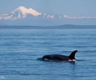 Killer Whales and Mount Baker