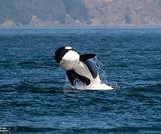 Baby Killer Whale Breaching!