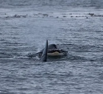 Harbor Seals and Killer Whales