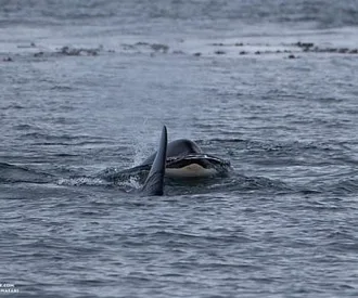 Harbor Seals and Killer Whales
