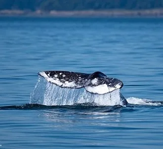 Rare Gray Whale Sighting!