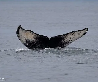 Young Humpbacks Whales