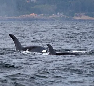 Cloudy with a Chance of Orcas