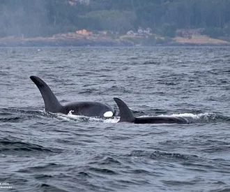 Cloudy with a Chance of Orcas