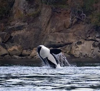 Orca Hunting and Breaching
