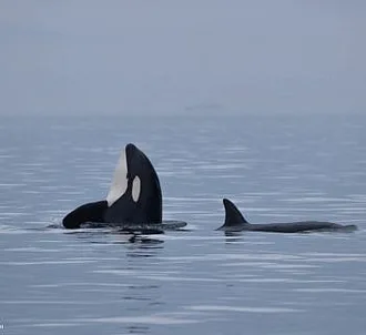 Killer Whales Hunting Harbor Seals