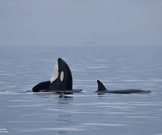 Killer Whales Hunting Harbor Seals