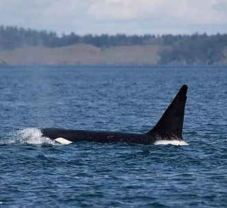 Springtime Whales and Wildlife