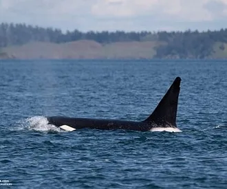 Springtime Whales and Wildlife