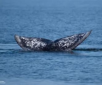 Springtime Gray Whale and Killer Whales