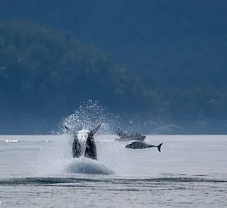 Killer Whales Hunting a Harbor Porpoise!