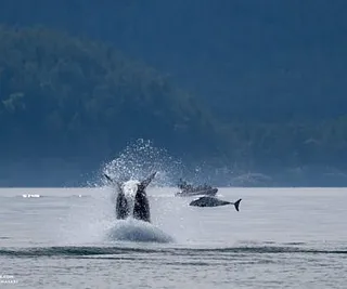 Killer Whales Hunting a Harbor Porpoise!
