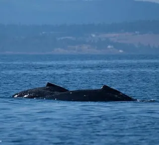 Humpback mom and calf and Orcas to the West!