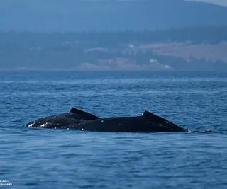Humpback mom and calf and Orcas to the West!
