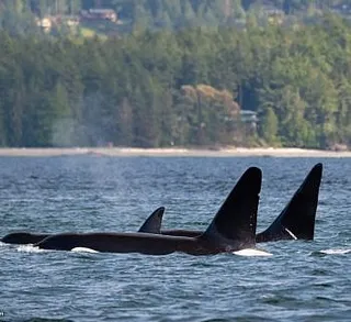 Swimming Deer and Killer Whales