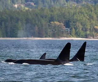 Swimming Deer and Killer Whales