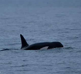 Killer Whales in the Strait of Juan De Fuca