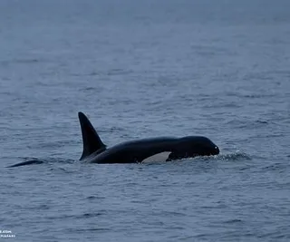 Killer Whales in the Strait of Juan De Fuca