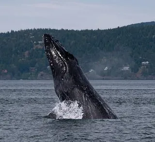 Breaching Divot the Humpack Whale