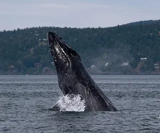 Breaching Divot the Humpack Whale