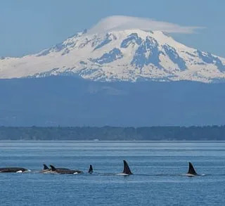 Orcas Under Mount Baker