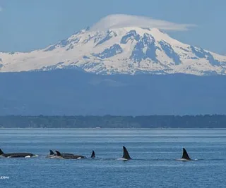 Orcas Under Mount Baker