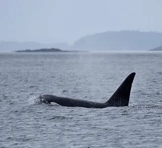 Killer Whales in President Channel