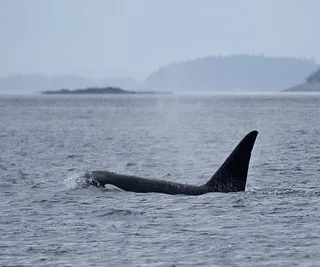 Killer Whales in President Channel