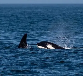 Minke Whales and the T46Bs!