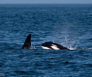 Minke Whales and the T46Bs!