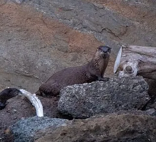 Olympus the Humpback and Calf!