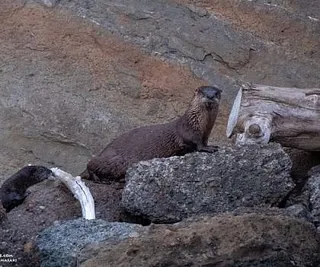 Olympus the Humpback and Calf!