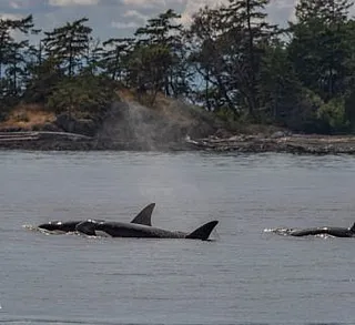Orcas by Friday Harbor