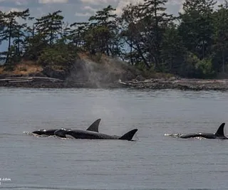 Orcas by Friday Harbor