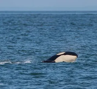 Killer Whales Hunting in Canada