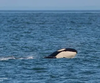 Killer Whales Hunting in Canada