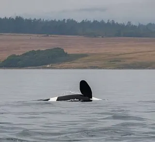 Wildlife Close to Home