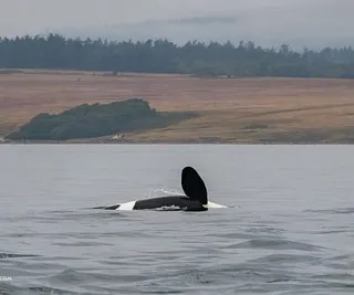 Wildlife Close to Home