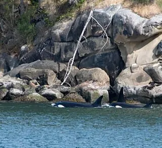 Bigg’s Orcas in Active Pass