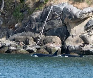 Bigg’s Orcas in Active Pass