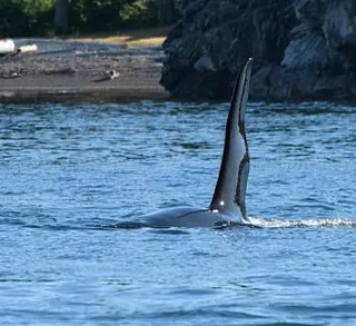 Orcas and Humpbacks by San Juan Island