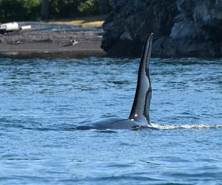 Orcas and Humpbacks by San Juan Island