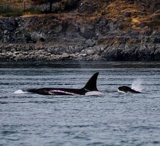 Killer Whales at the Tip of Our Range