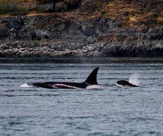 Killer Whales at the Tip of Our Range
