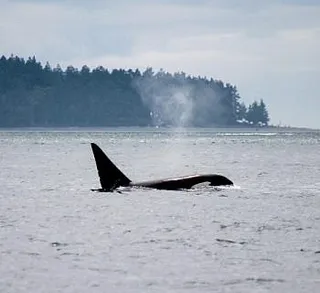 New Baby Bigg’s Killer Whale