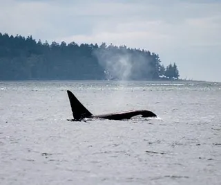 New Baby Bigg’s Killer Whale