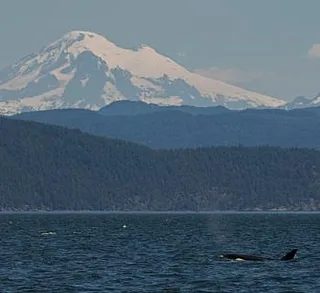 Whales Under Mount Baker