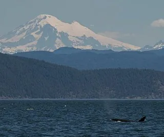 Whales Under Mount Baker